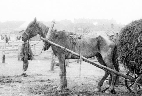 famine ukrainian horse